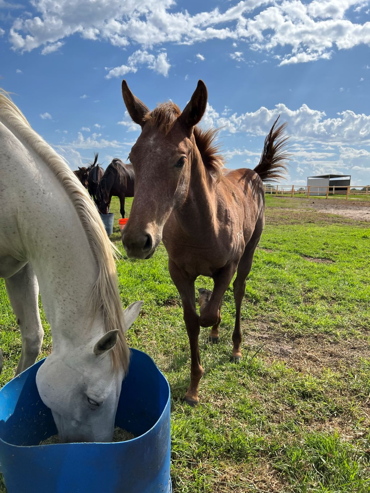 Jobs & Farmwork in Australien – meine Erfahrungen & Tipps