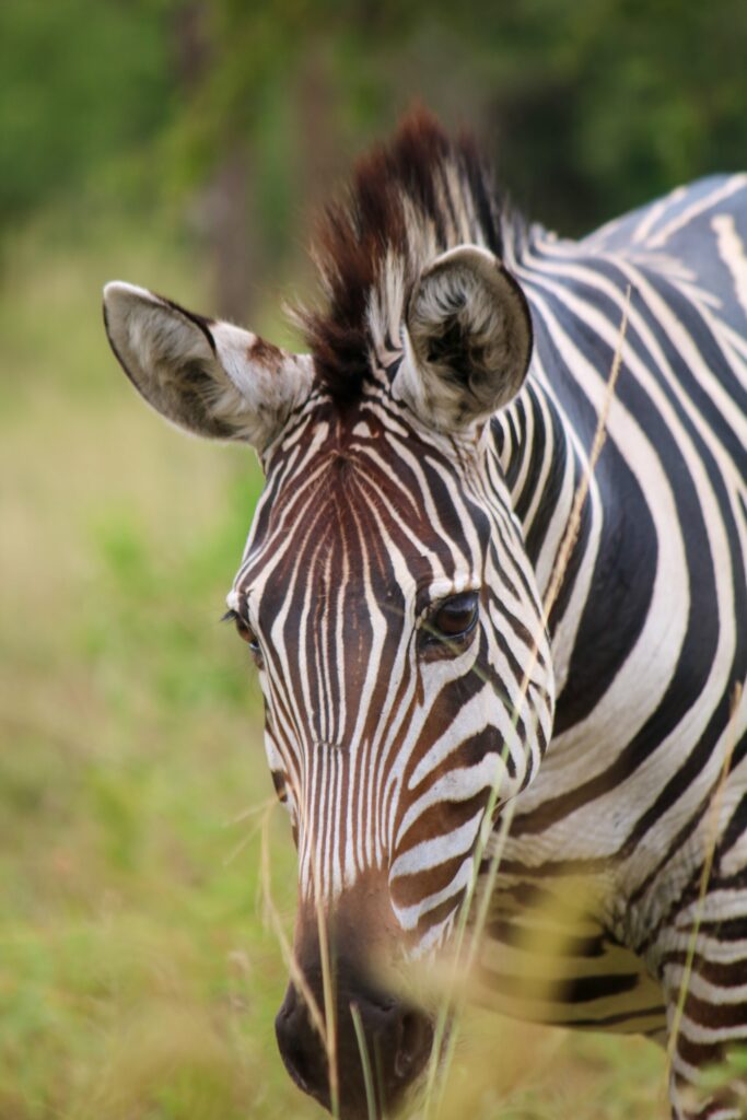 Zebra